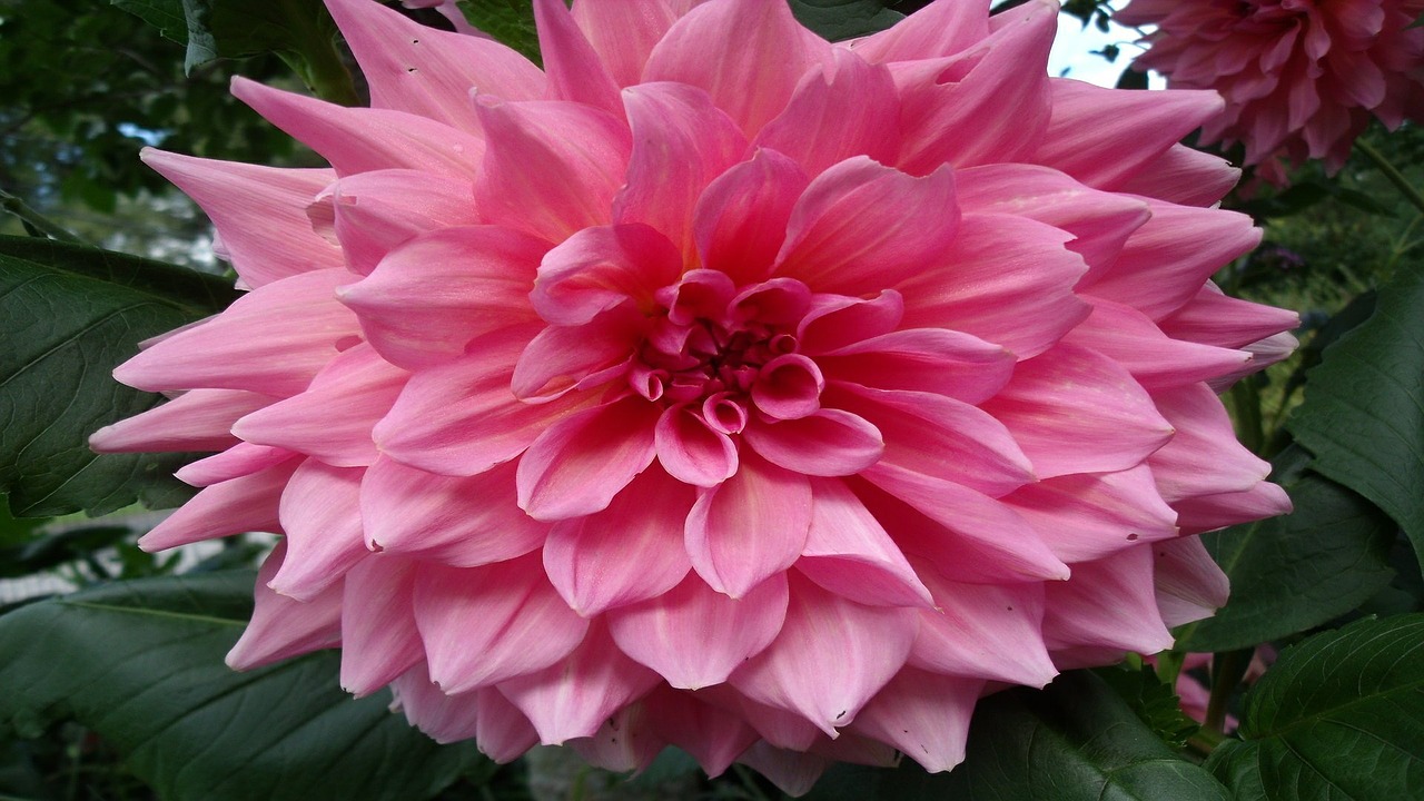 flower dahlia floral free photo