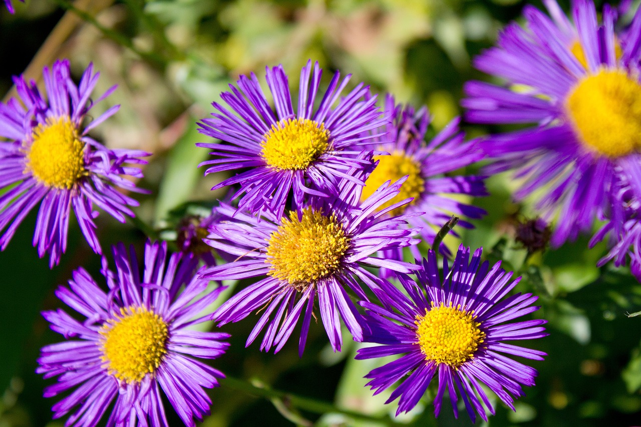 flower margaret violet free photo