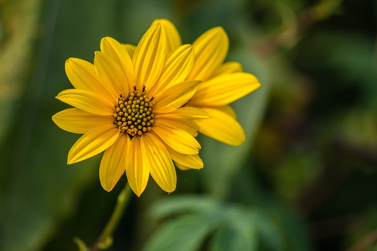 flower yellow margaret free photo