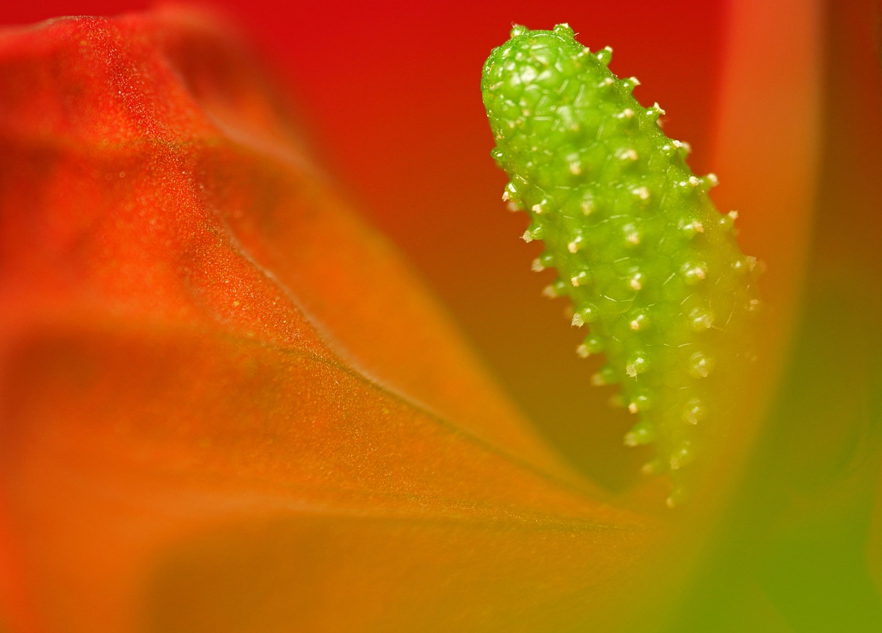 flower red green free photo