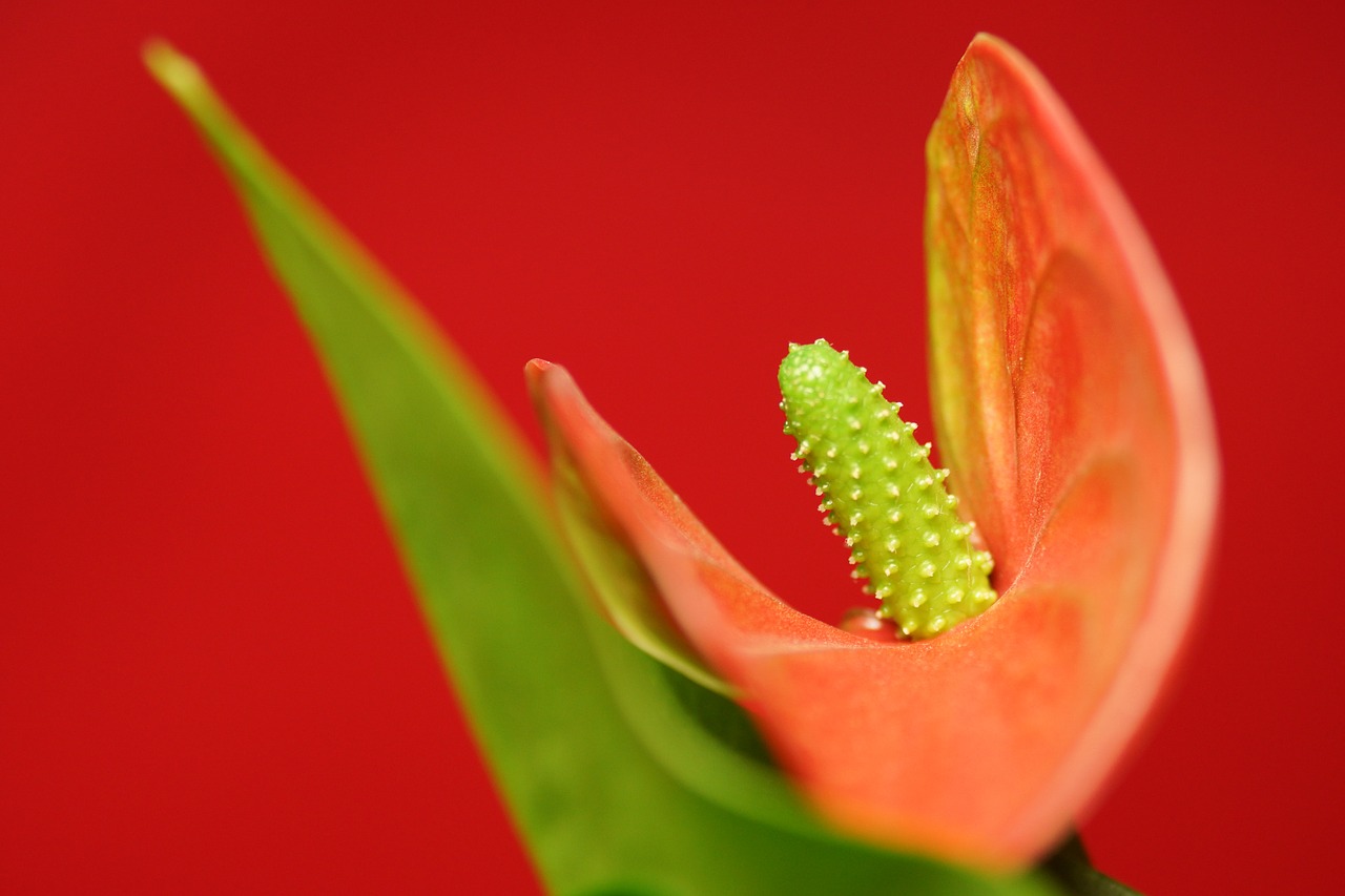 flower petal nature free photo