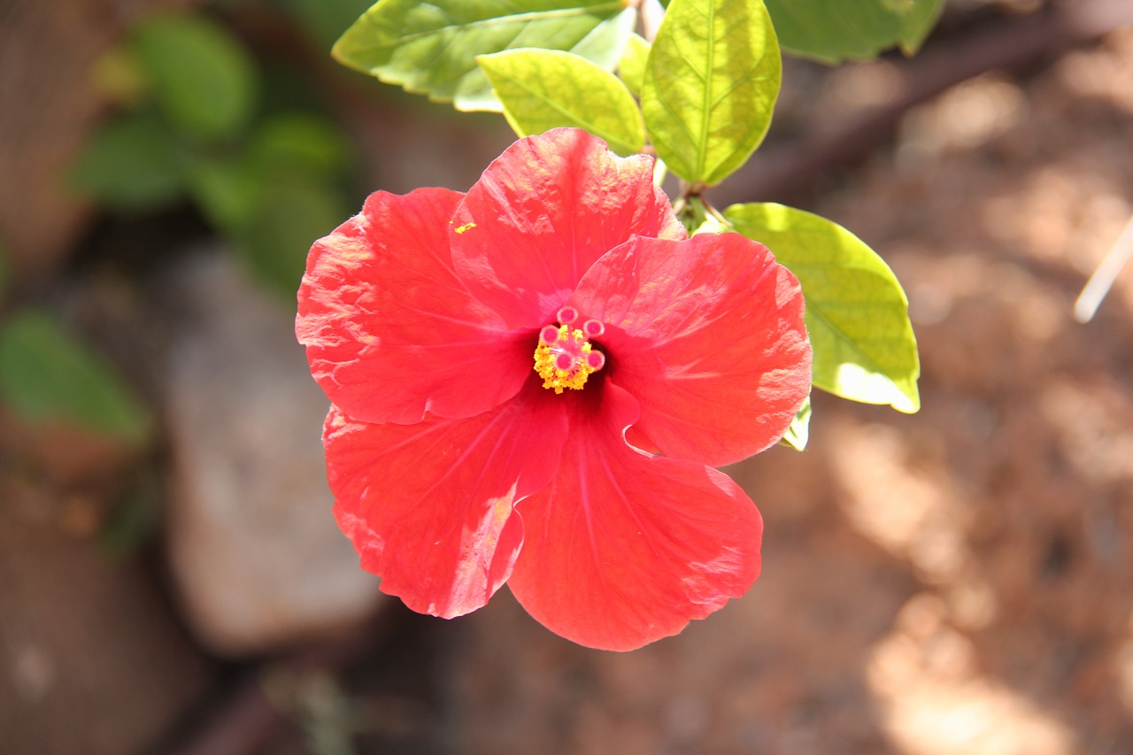 flower blossom red free photo