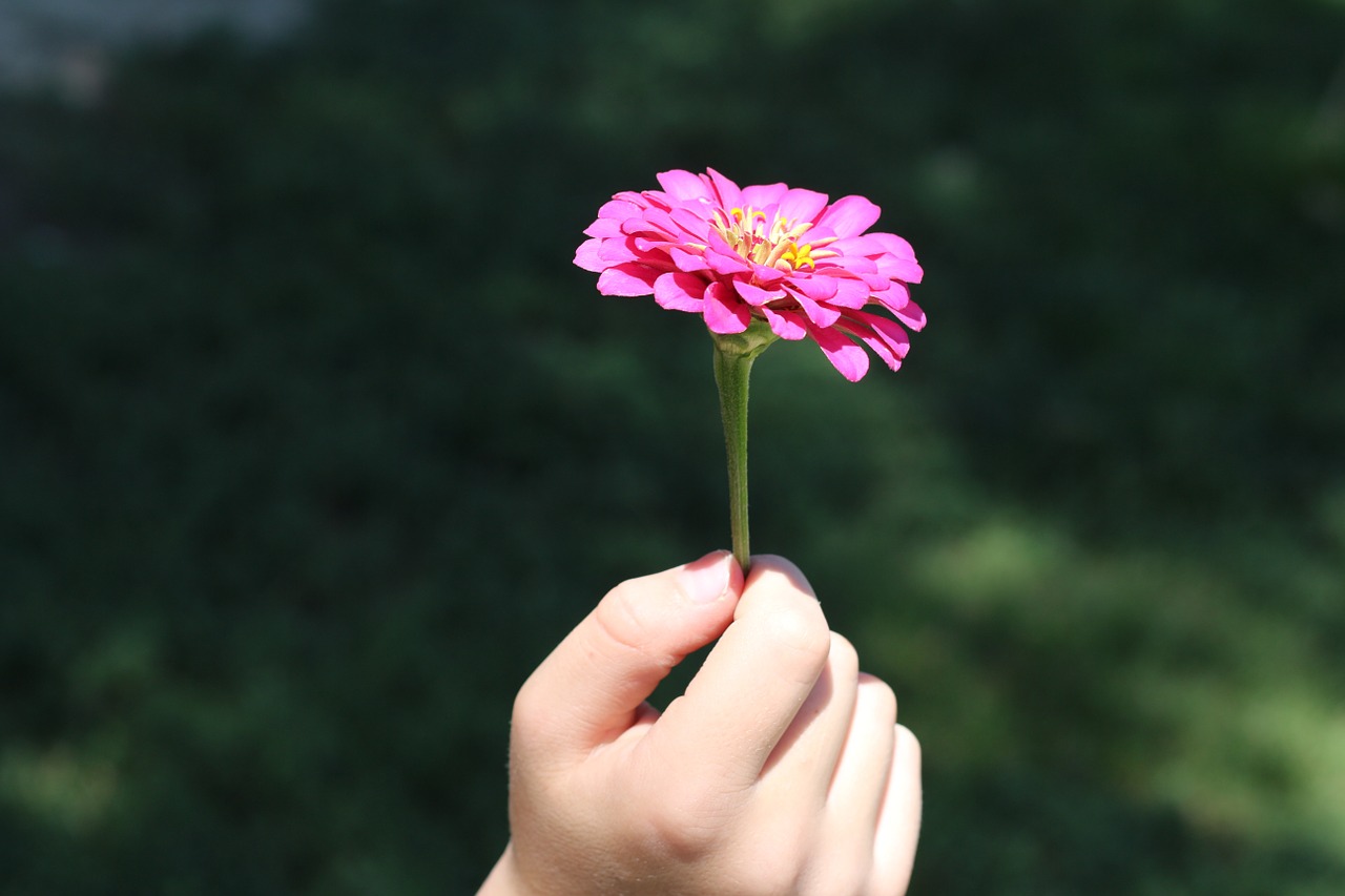 flower hand child free photo