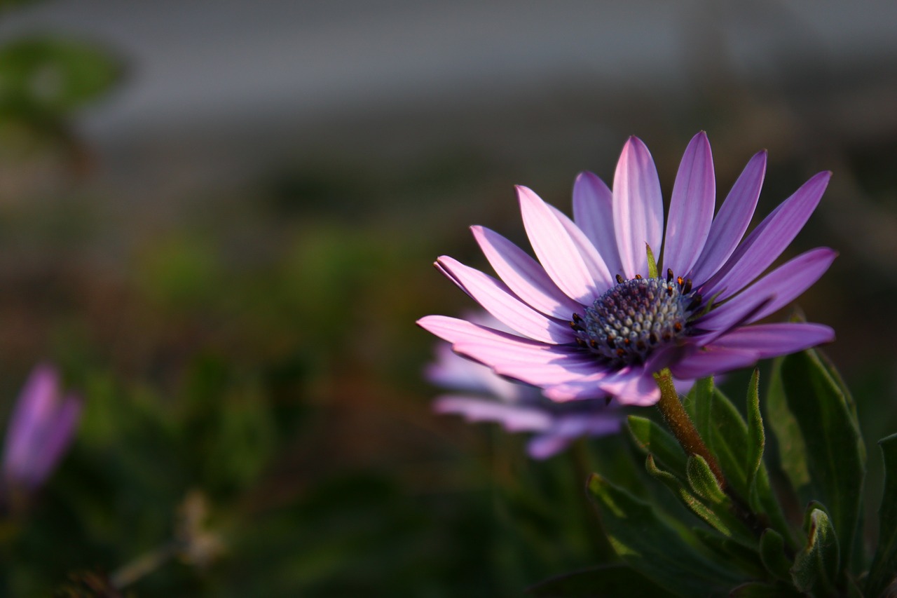 flower violet nature free photo