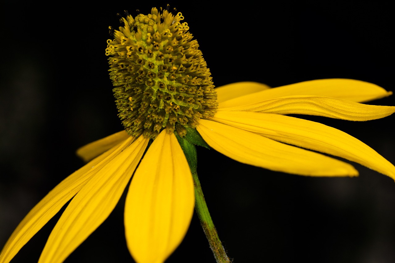 flower yellow sun hat free photo