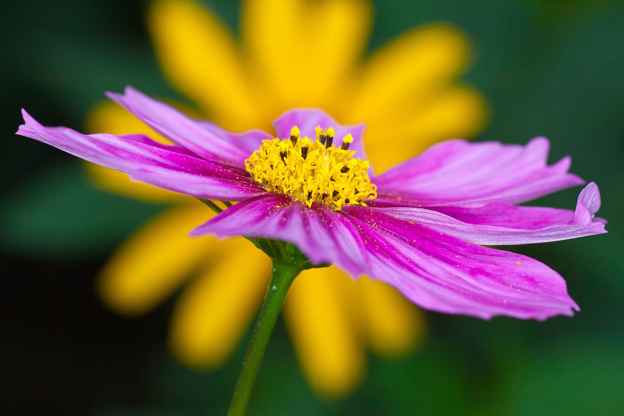 flower purple close free photo