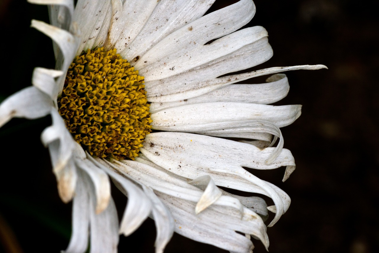 flower white marga rites flower free photo