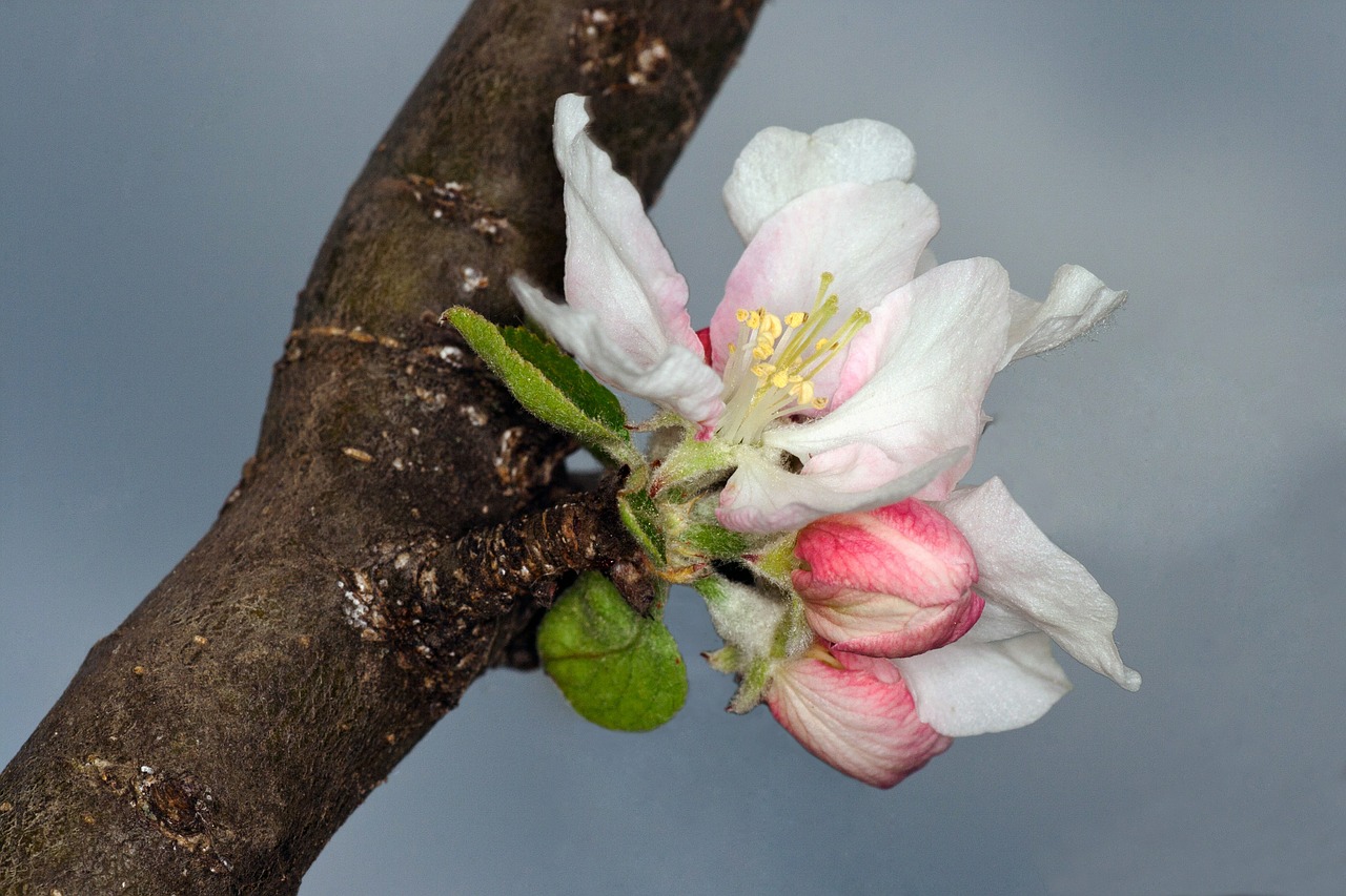 blossom bloom macro free photo