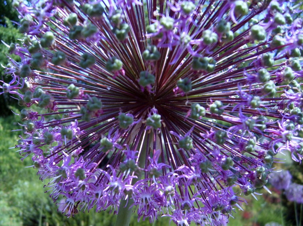 flower purple mainau island free photo