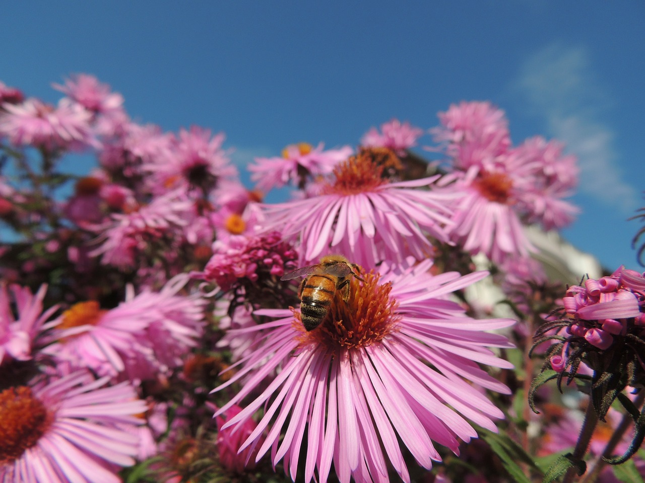 blossom bloom bee free photo