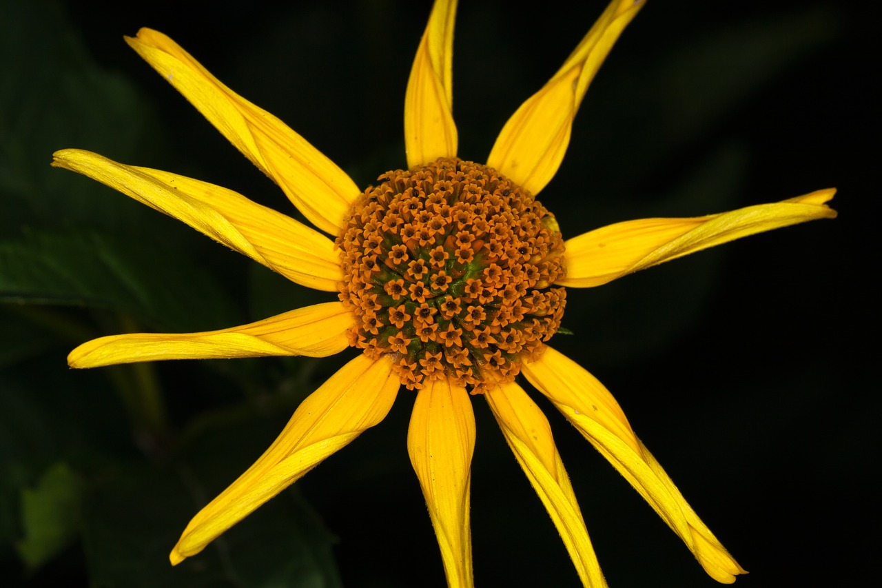 flower sun hat yellow free photo