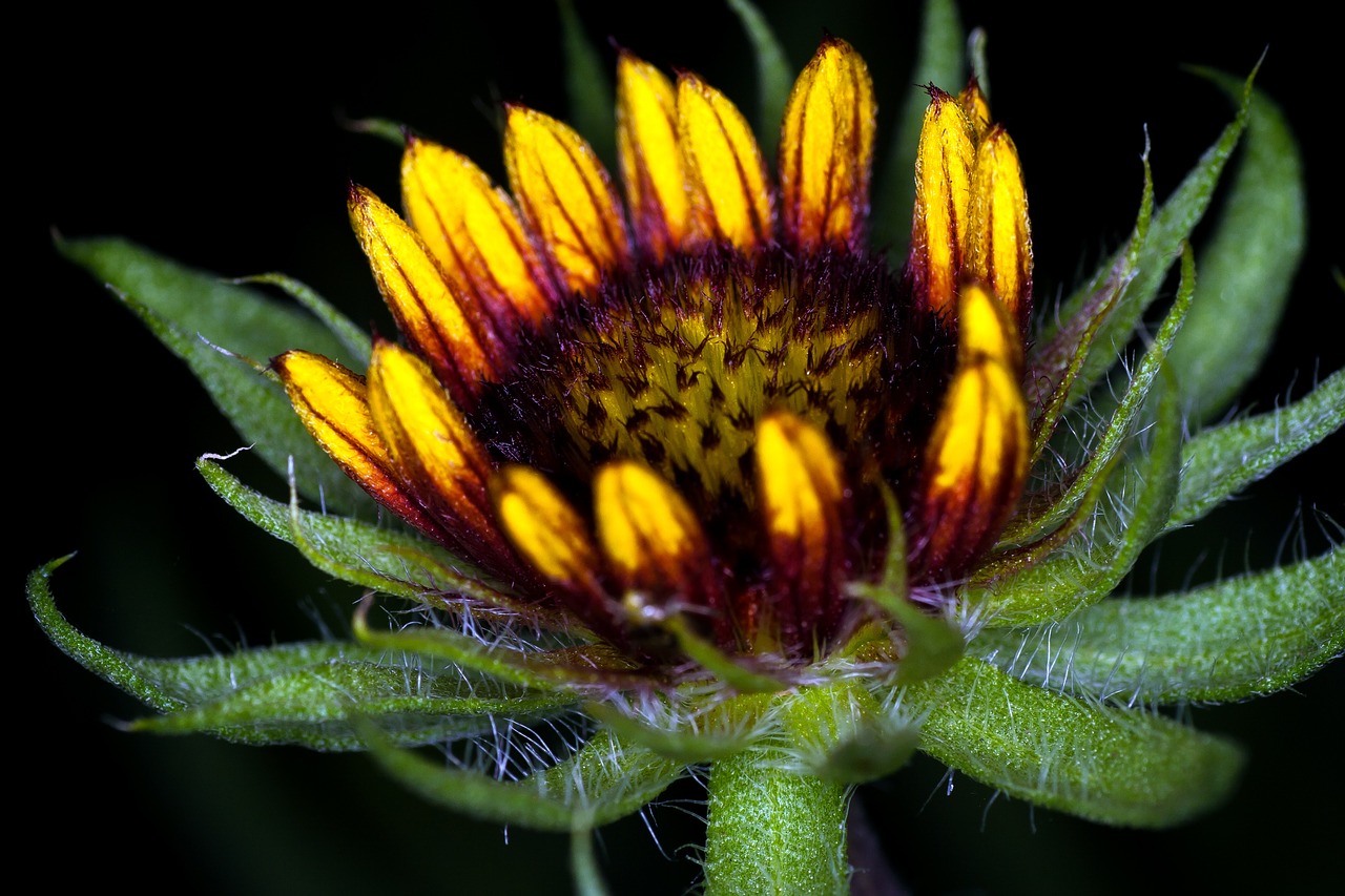 flower sun hat macro free photo