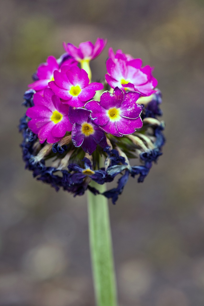 flower blossom bloom free photo