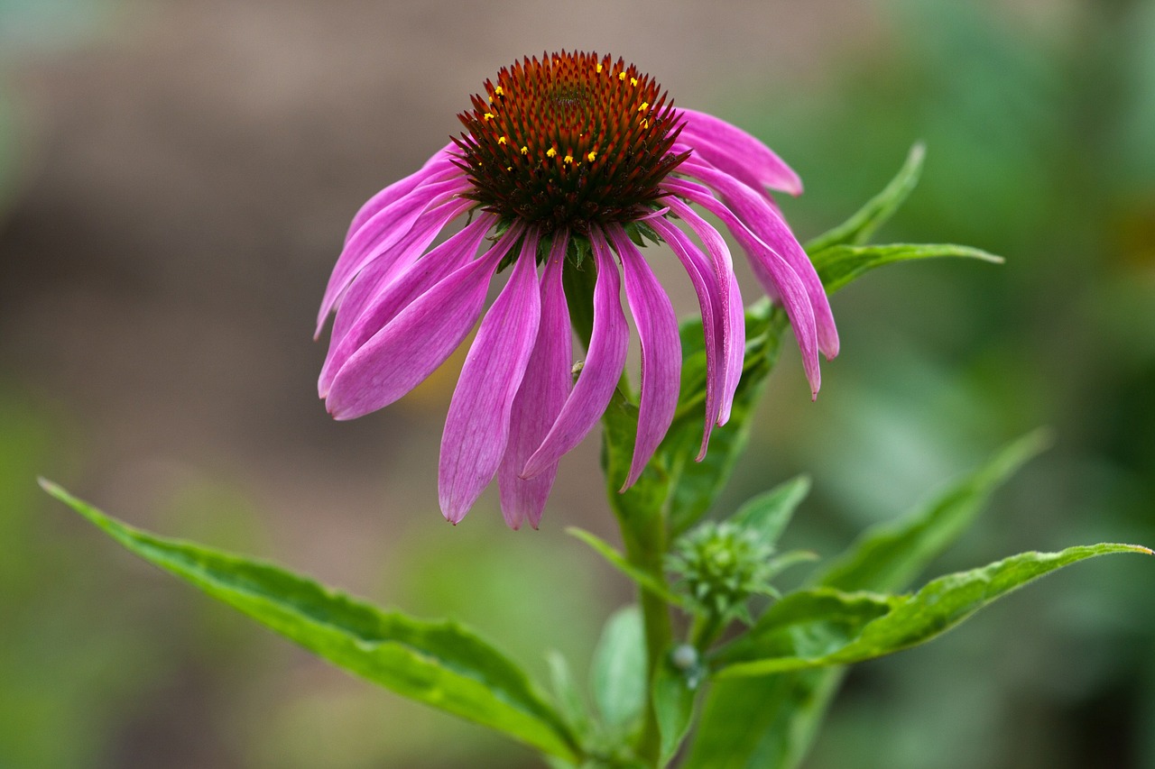 flower echinacea sun hat free photo