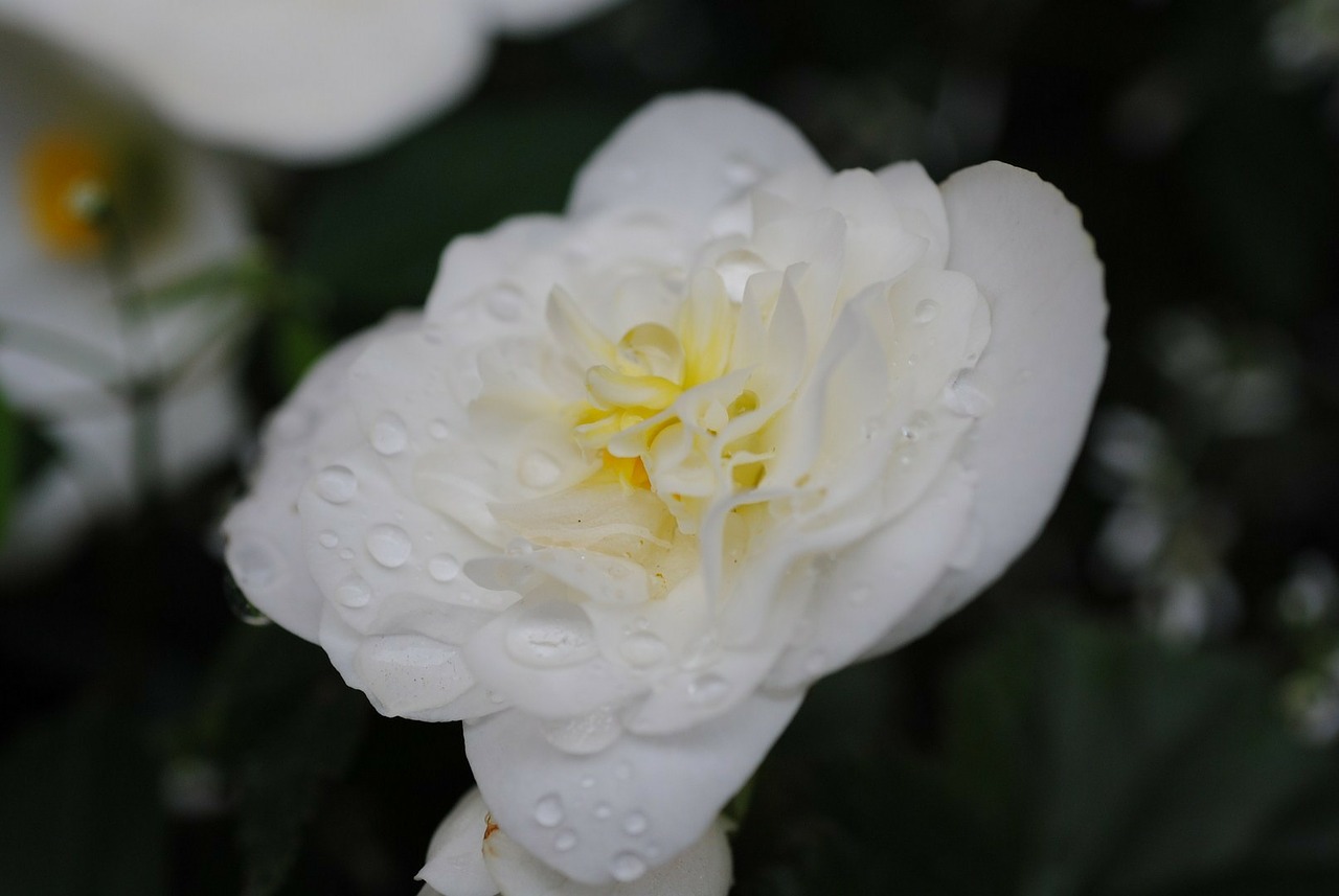 flower white dew free photo