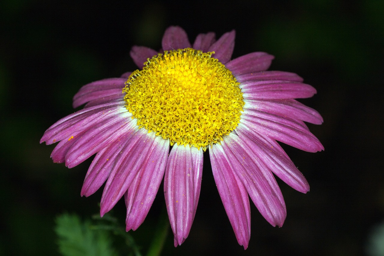 flower yellow purple free photo