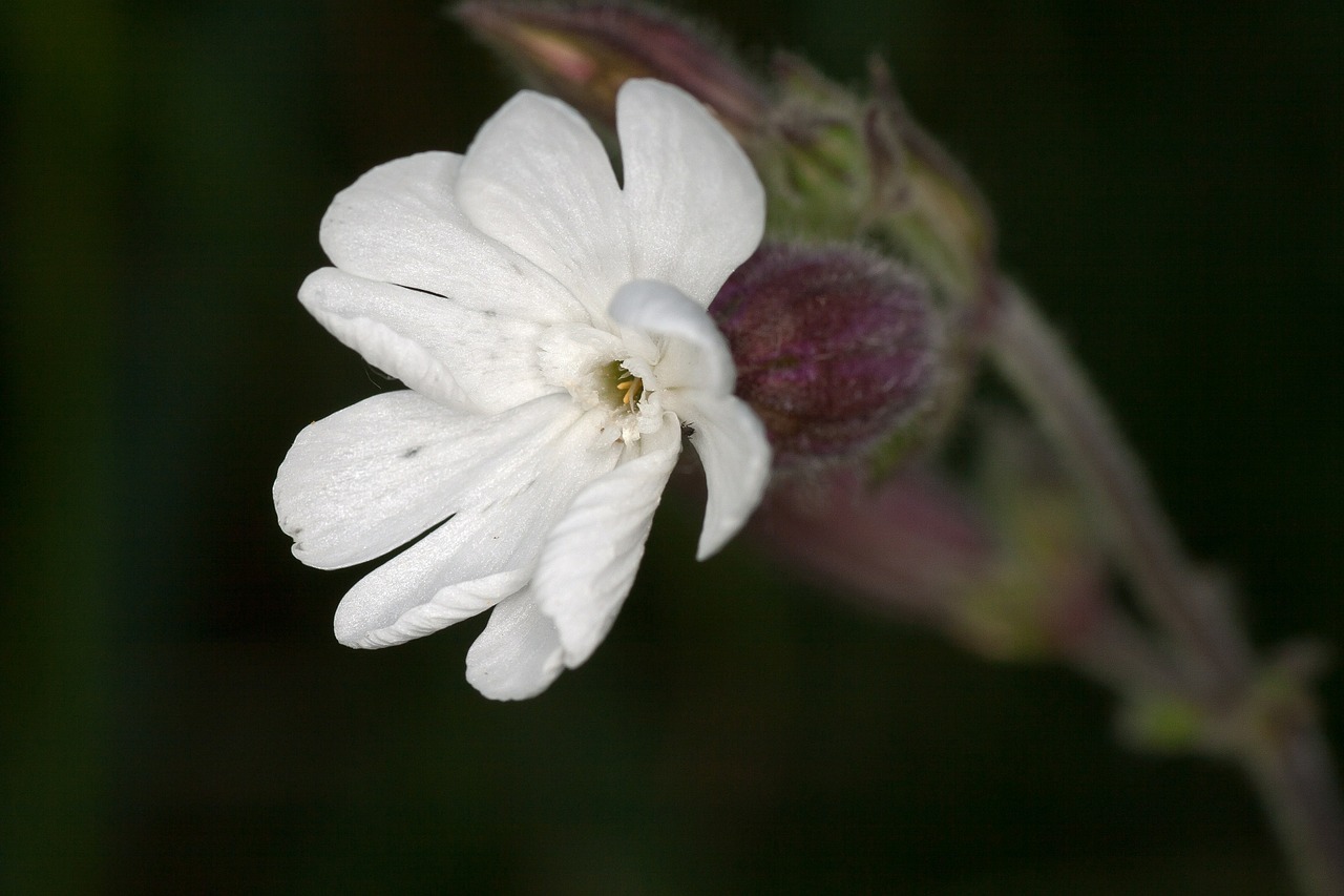 flower white macro free photo