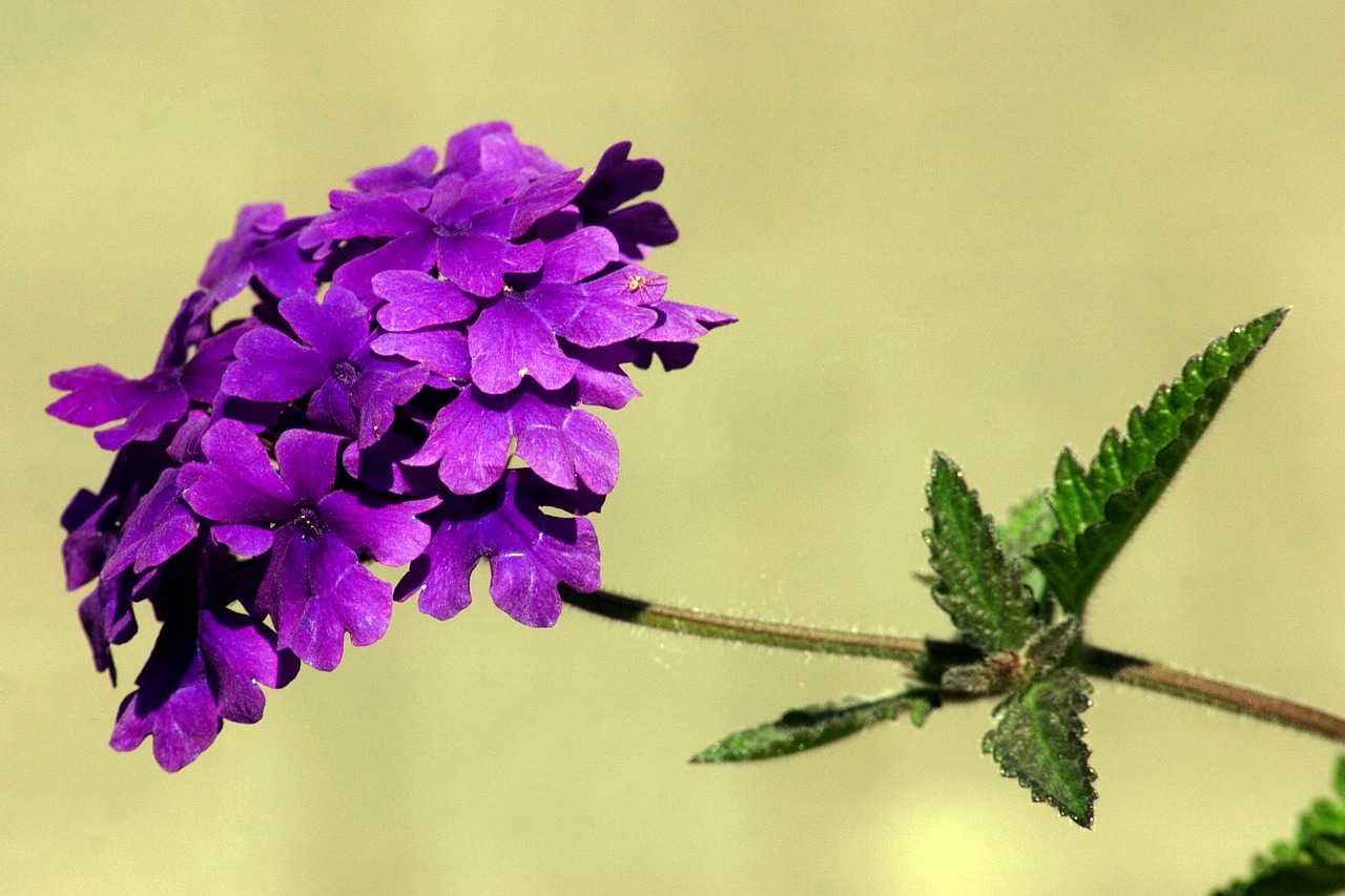 flower flower garden macro free photo