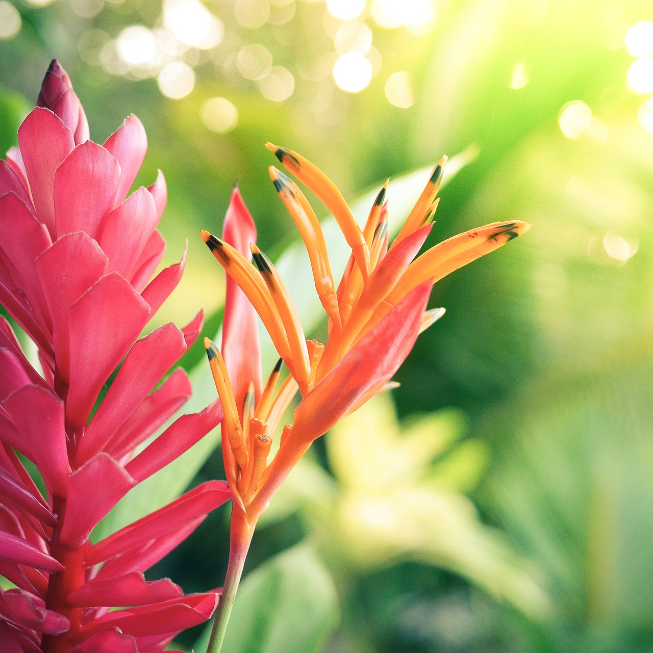 flower hawaii exotic free photo