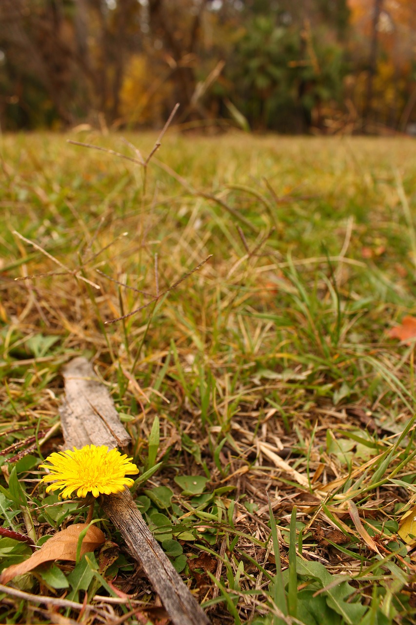 flower yellow dandelion free photo