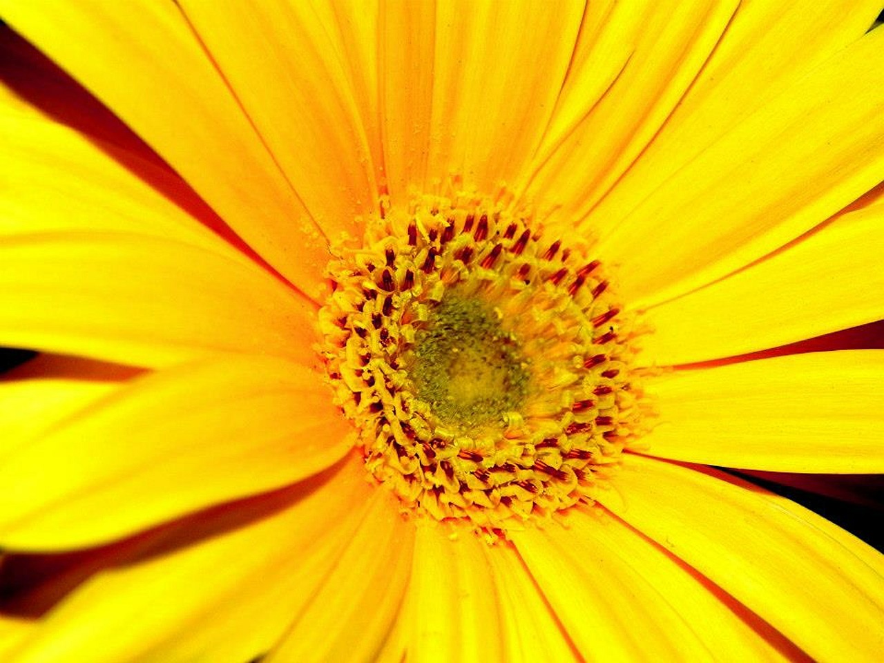 flower yellow flowers free photo