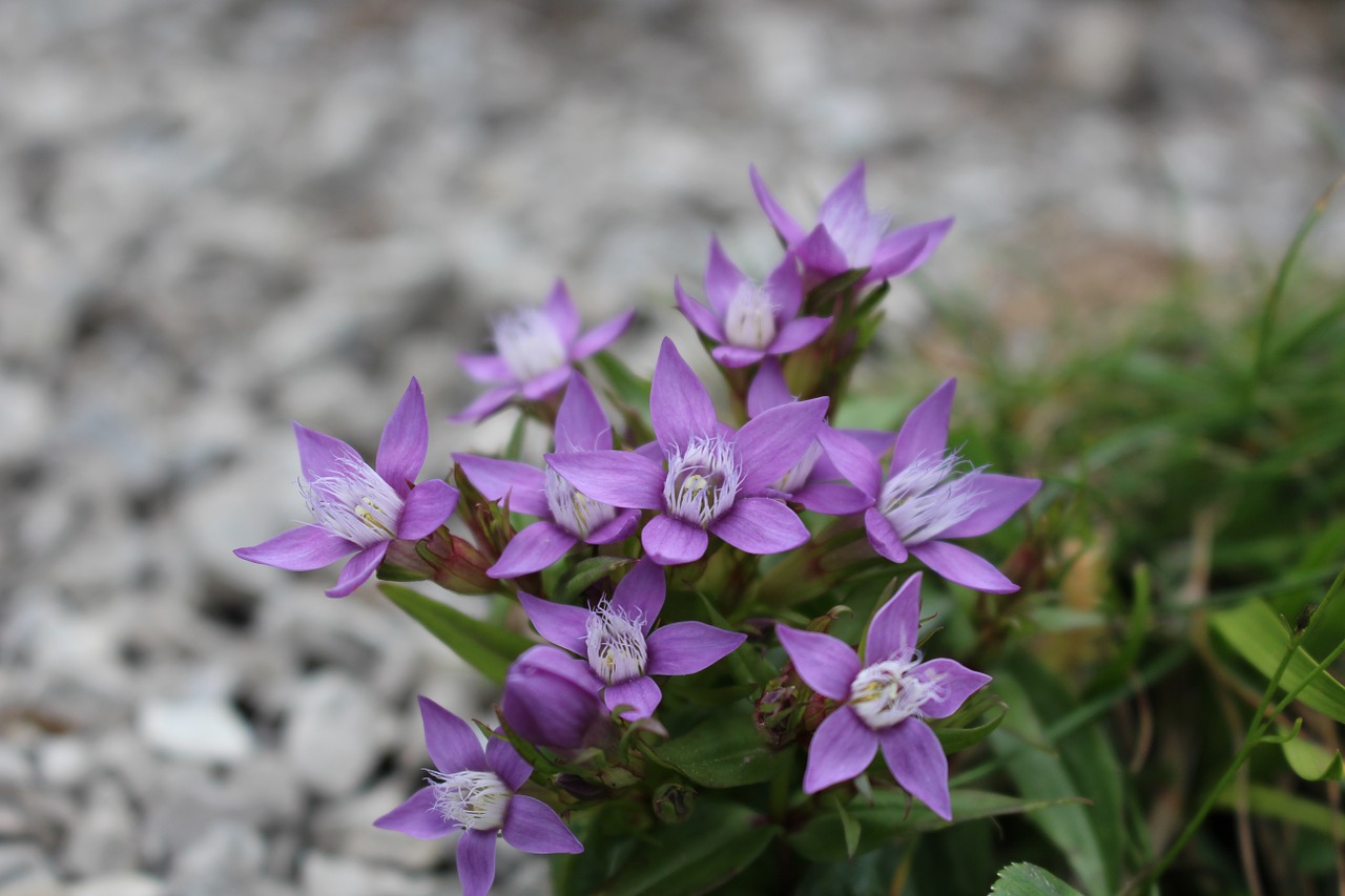 flower rock the stones free photo