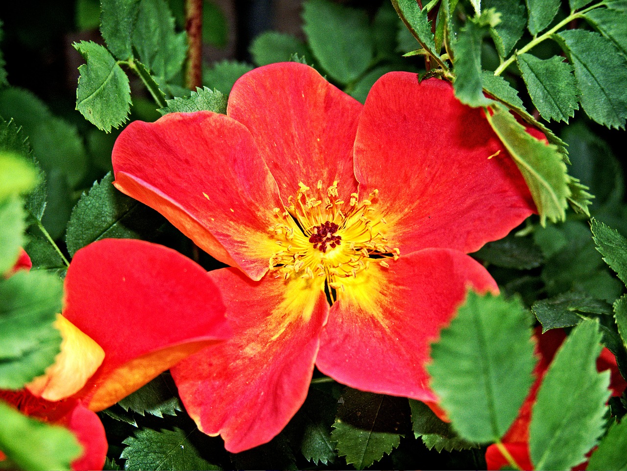 flower red floral free photo