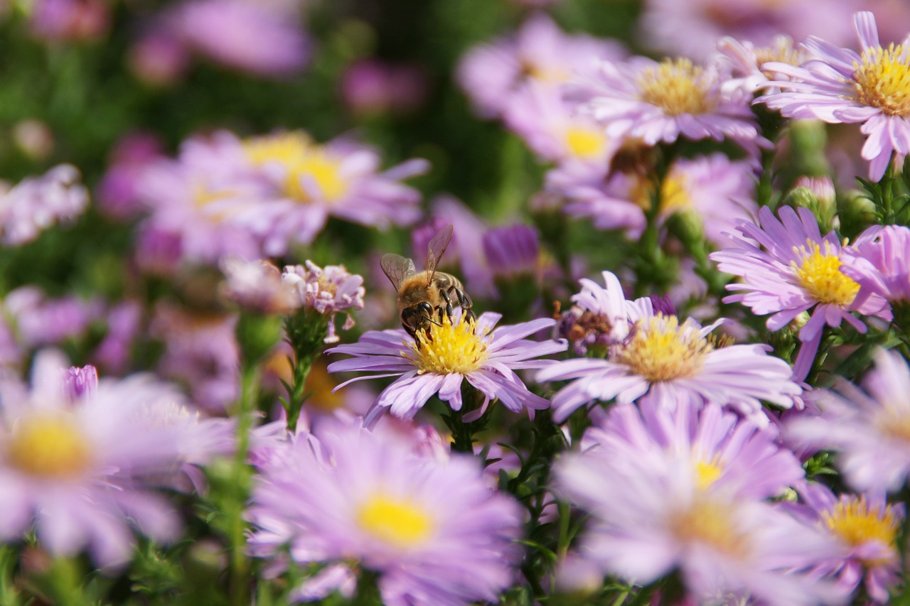 flower bee nature free photo