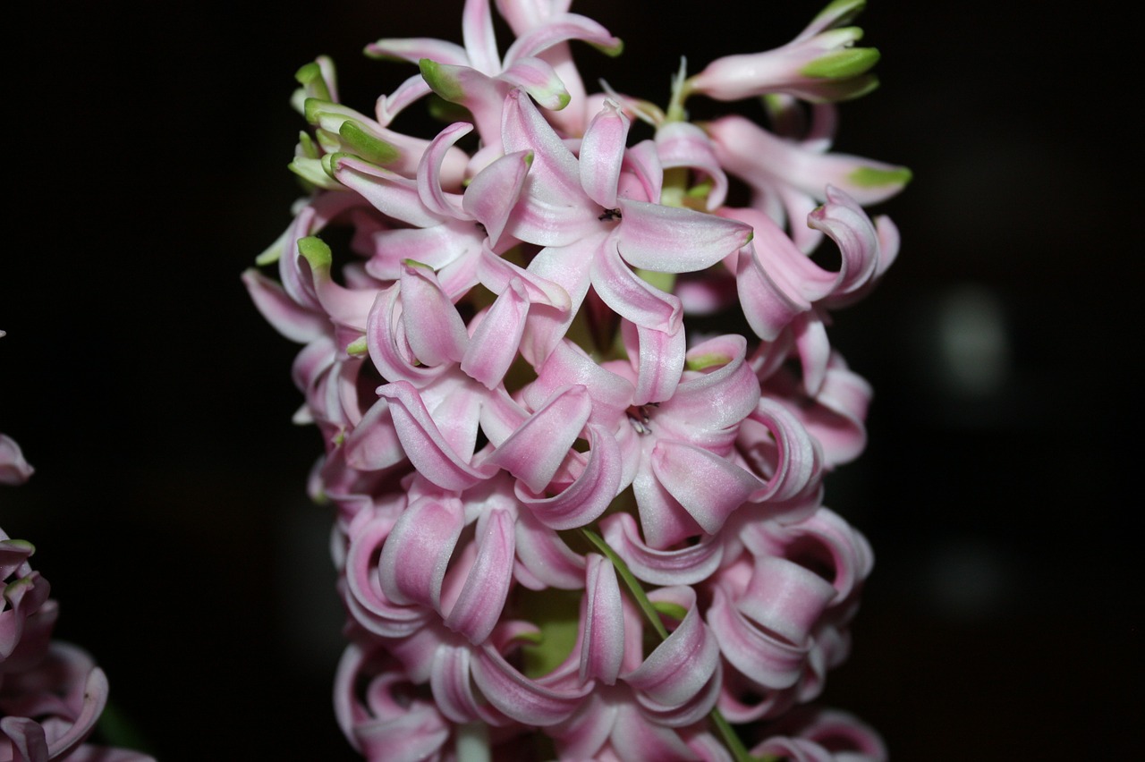 flower hyacinth flowering free photo