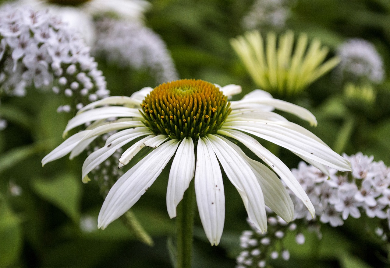 flower spring bloom free photo