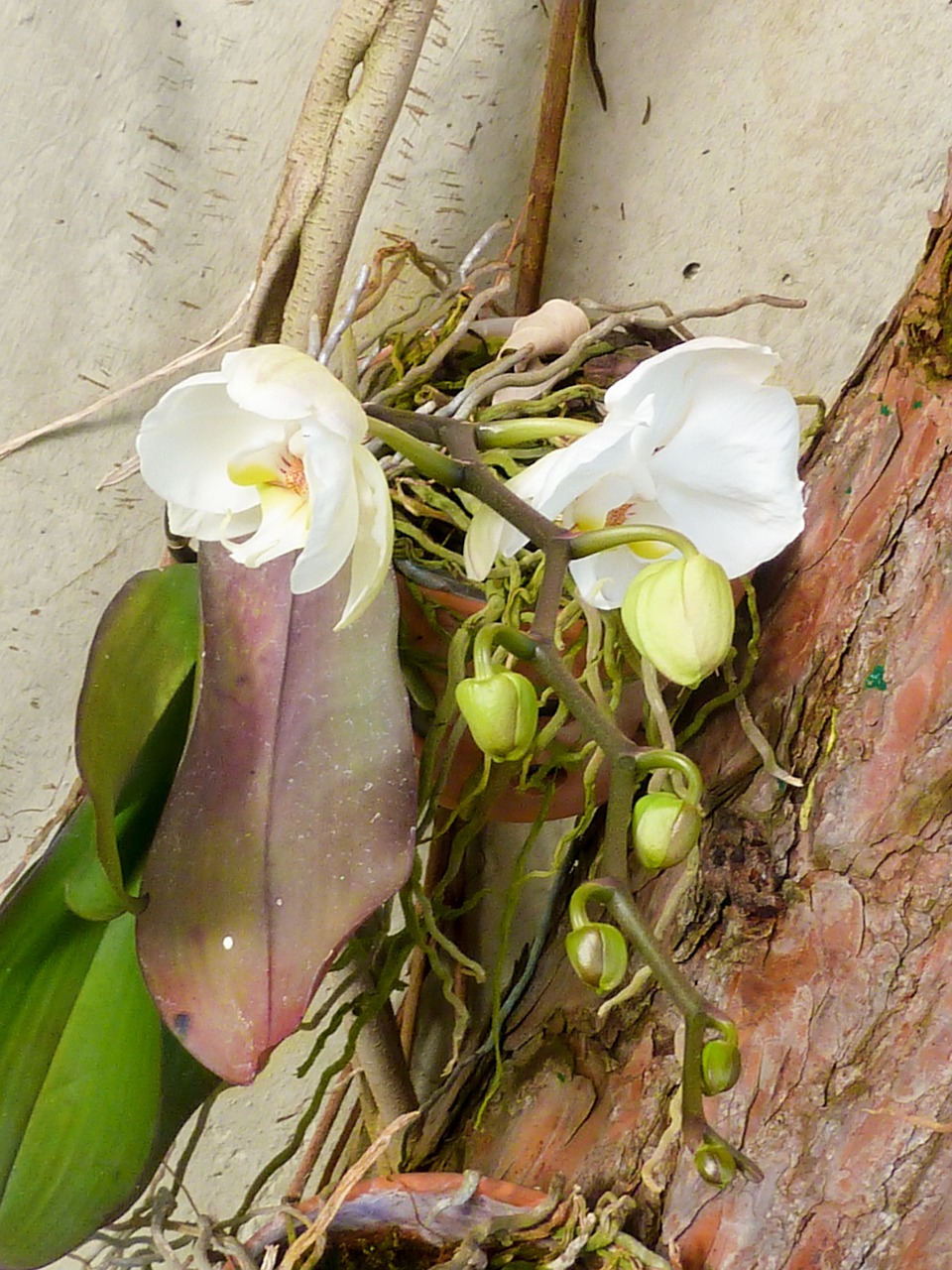 flower orchid blossom free photo