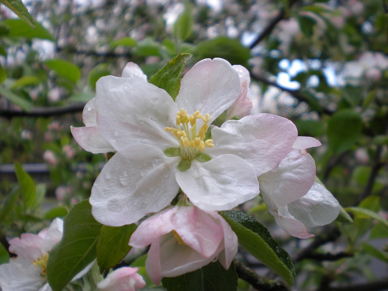 flower spring spring flowers free photo