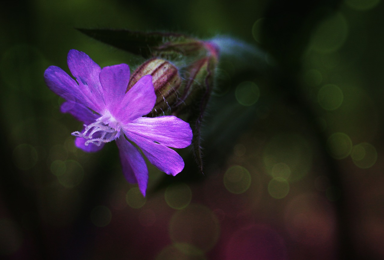 blossom bloom flower free photo