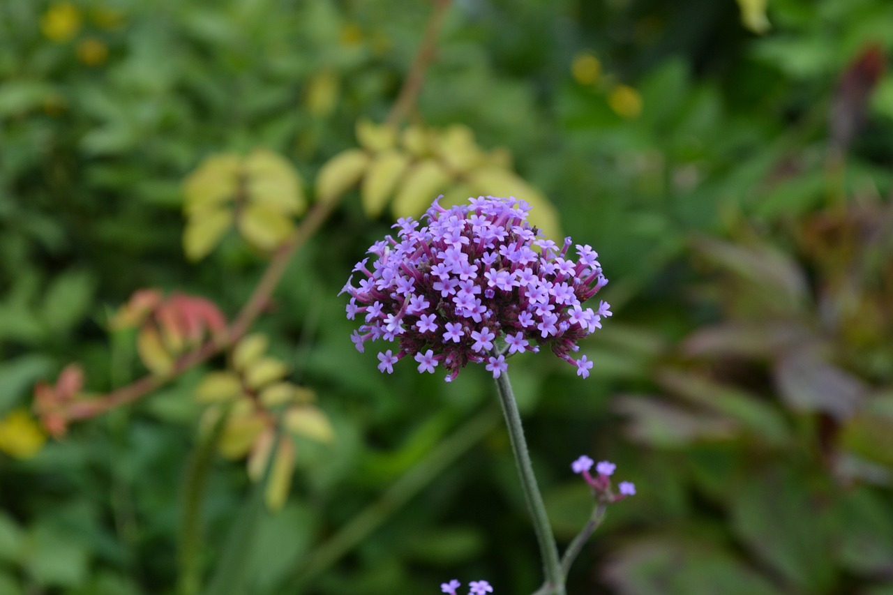 flower purple spring free photo