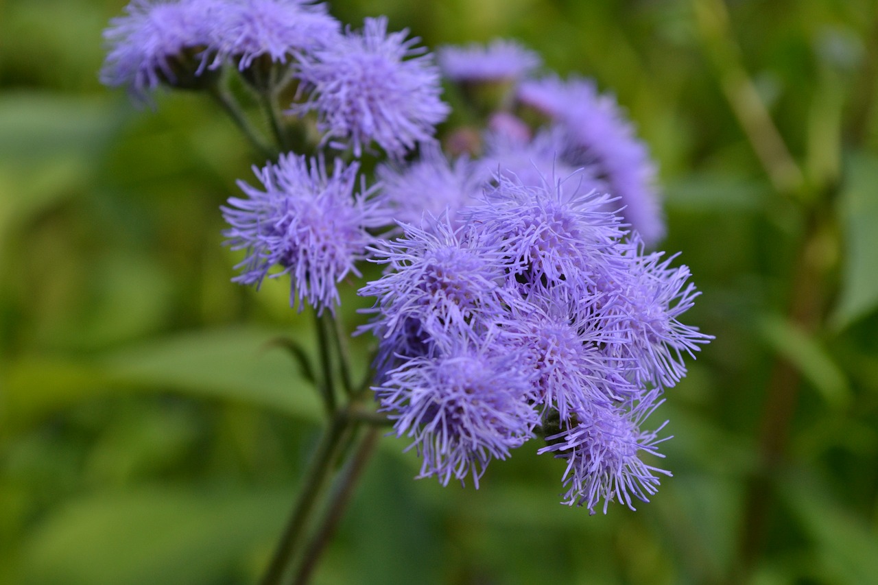 flower purple nature free photo