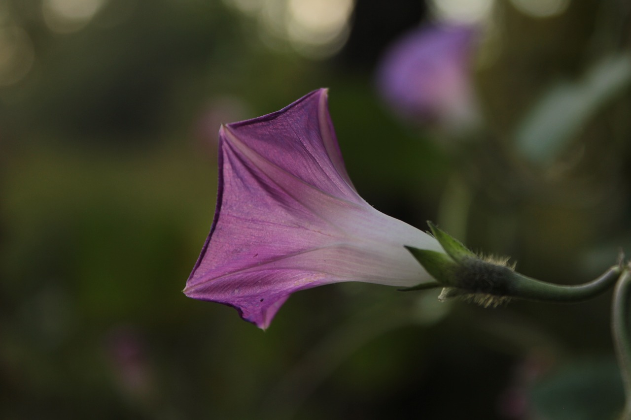 flower purple krupnyj plan free photo