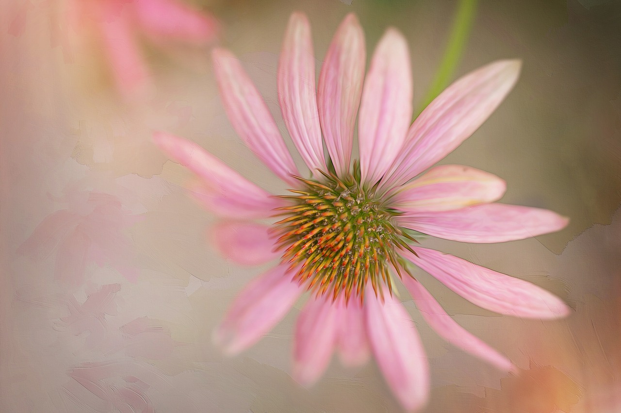 flower pink bloom free photo