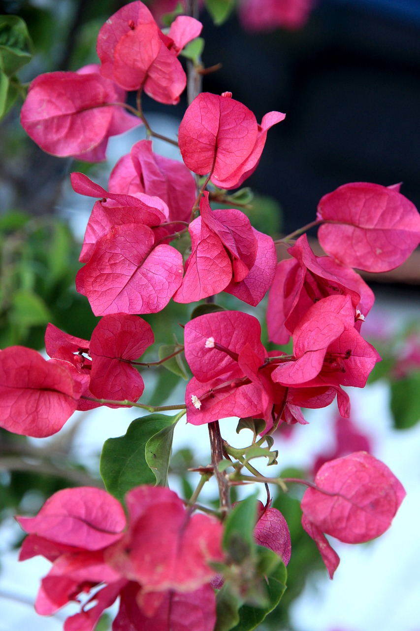 flower blossom bloom free photo