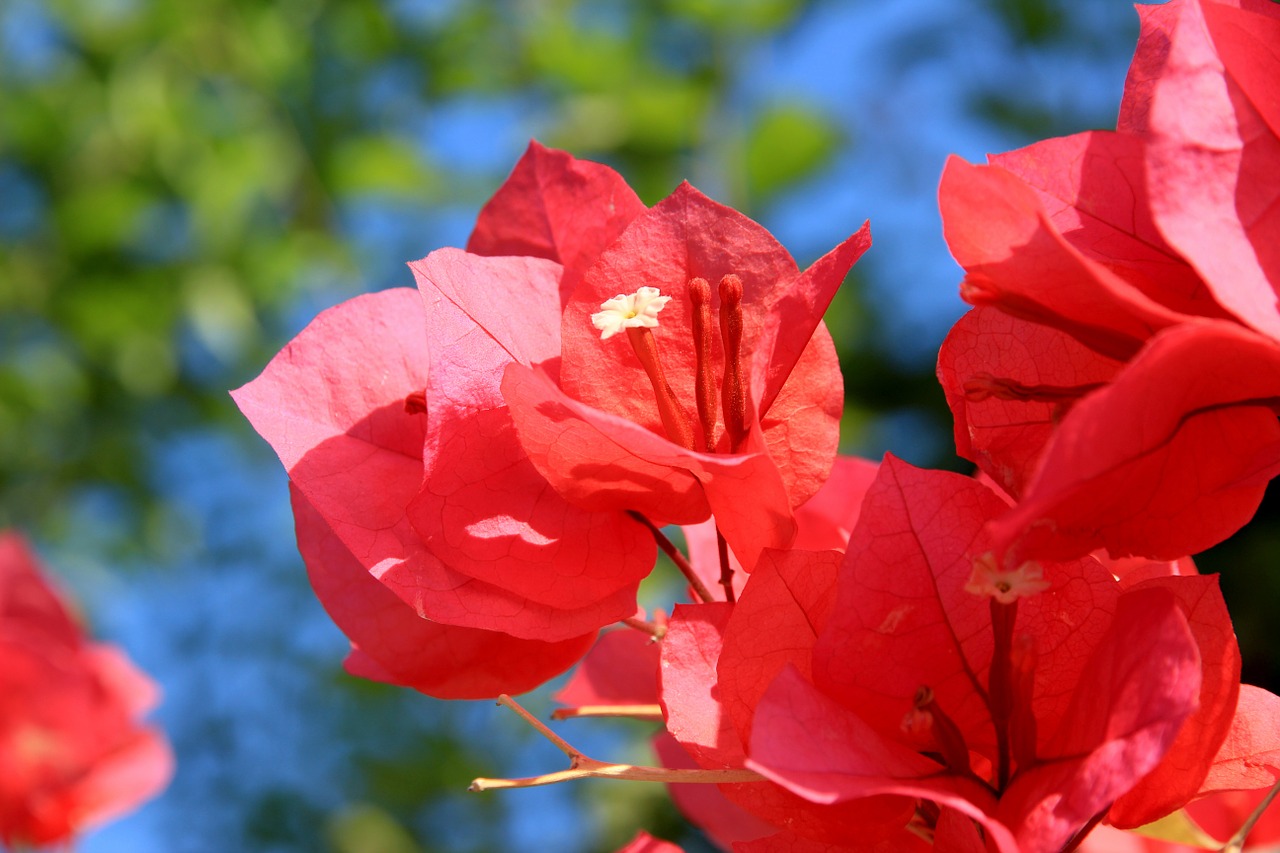 blossom bloom flower free photo