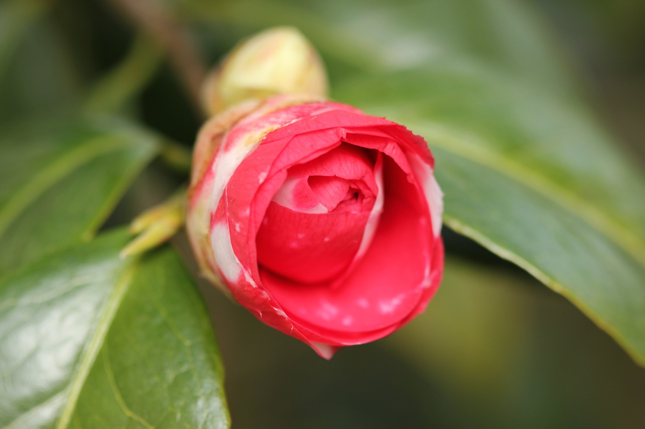 blossom bloom camellia free photo