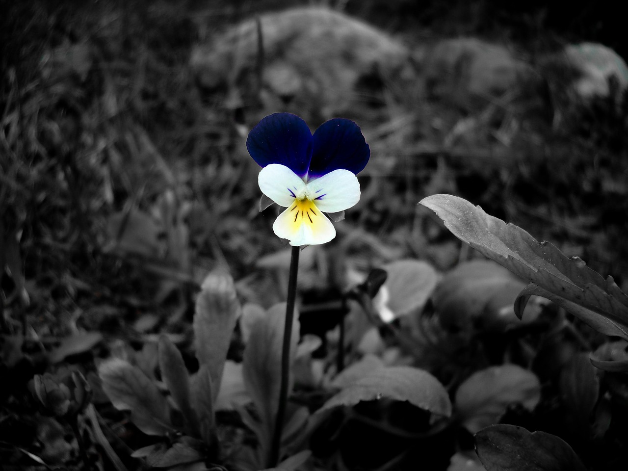 flower black and white color accent free photo