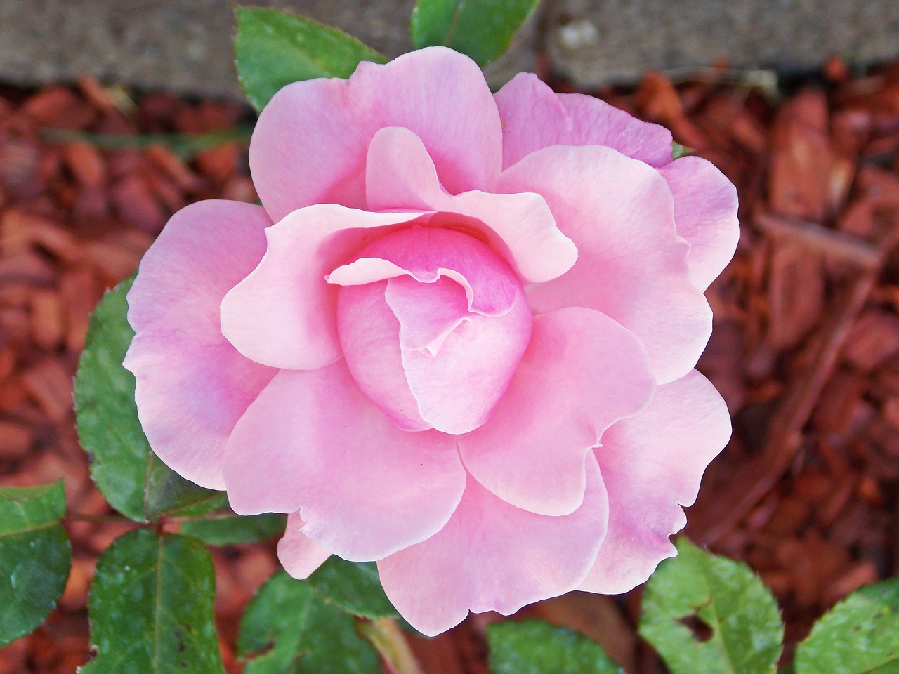 flower rose pink free photo