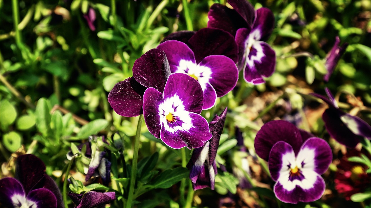 flower plant spring free photo