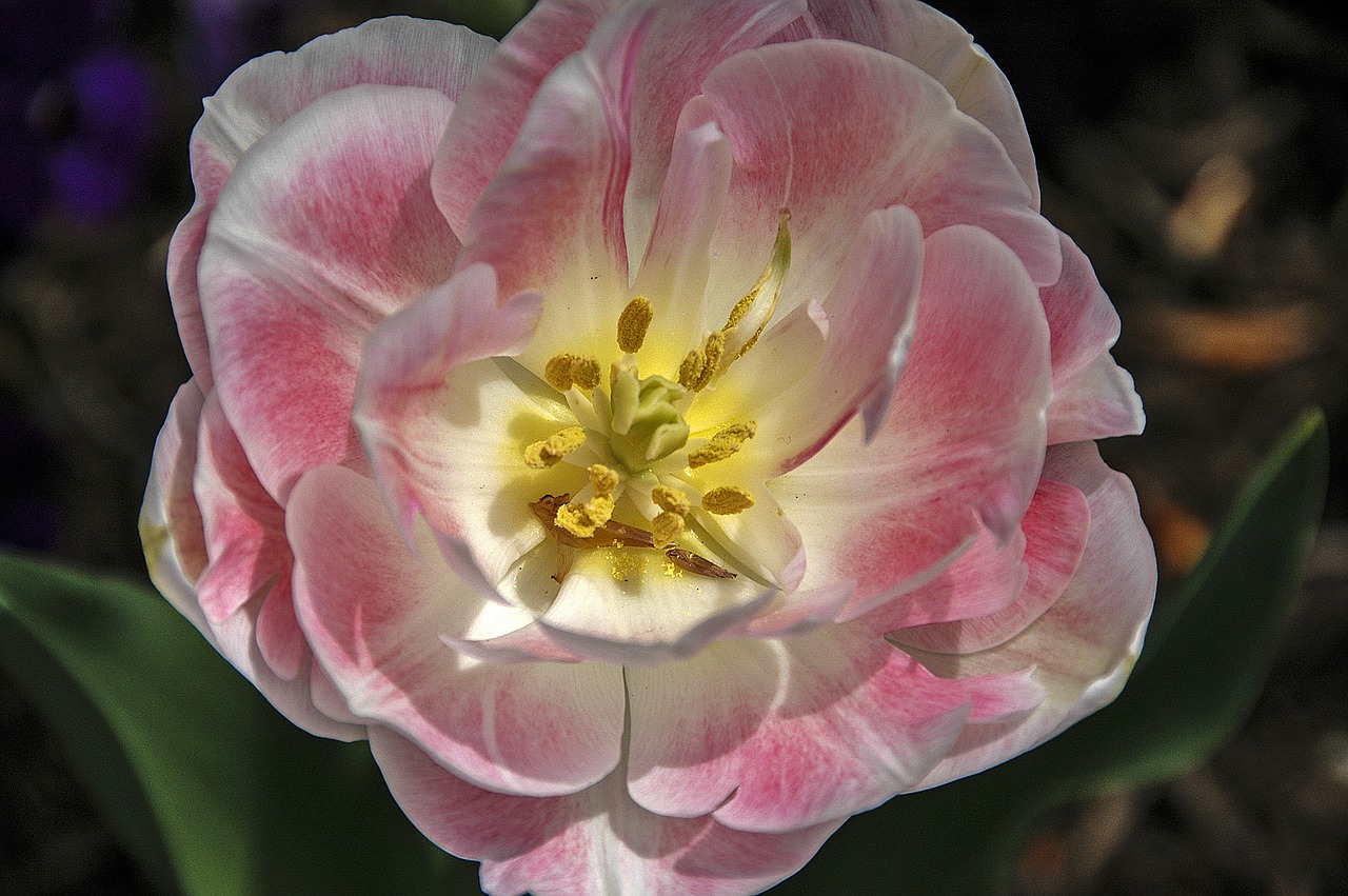 flower pink bloom free photo