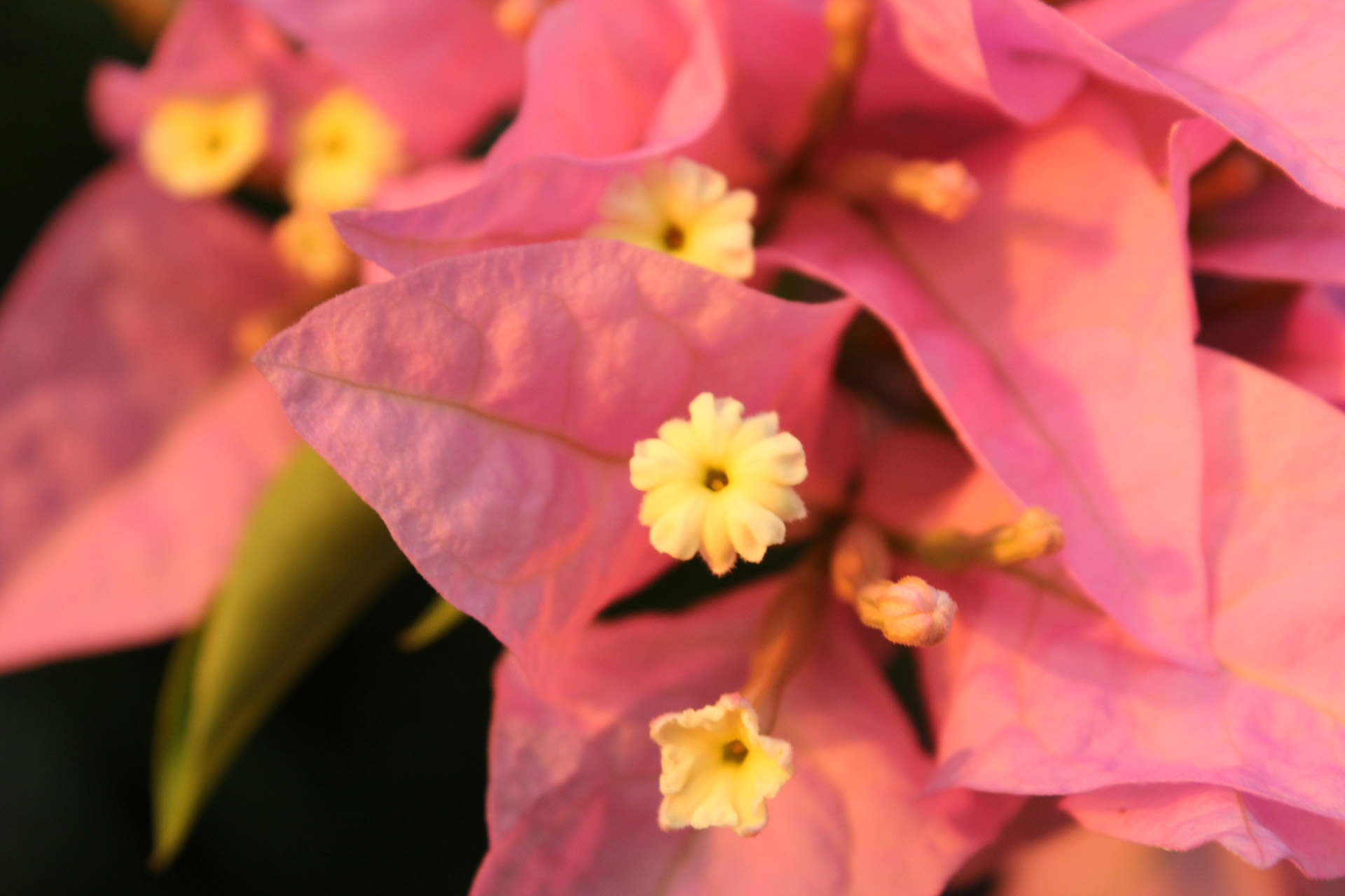 pink flowers flowers leaves free photo