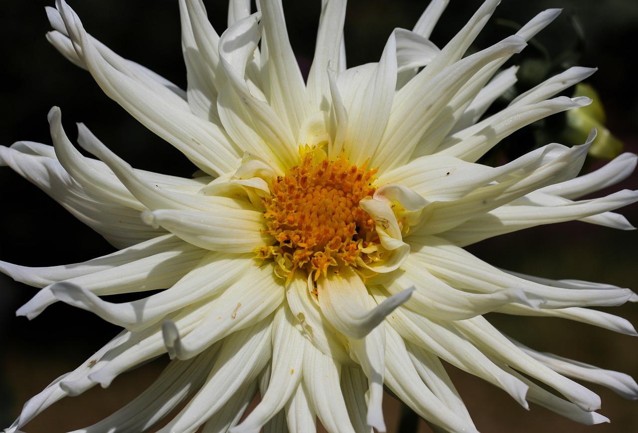 flower dahlia blossom free photo