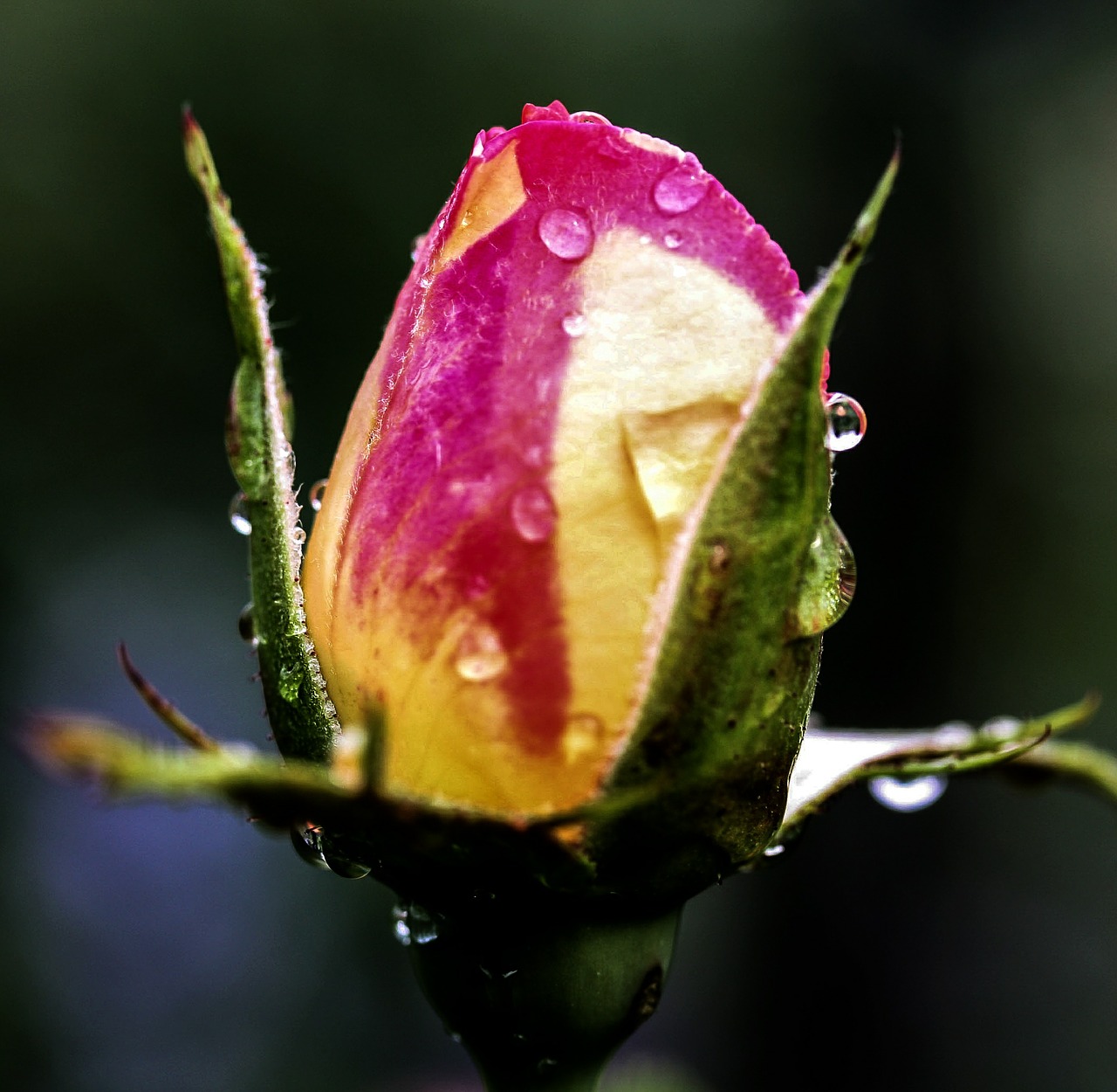 flower rose blossom free photo