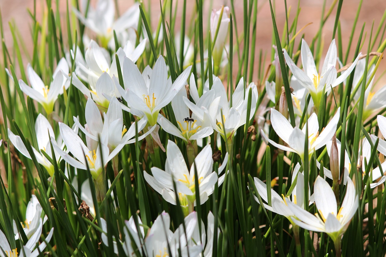 flower white fresh free photo