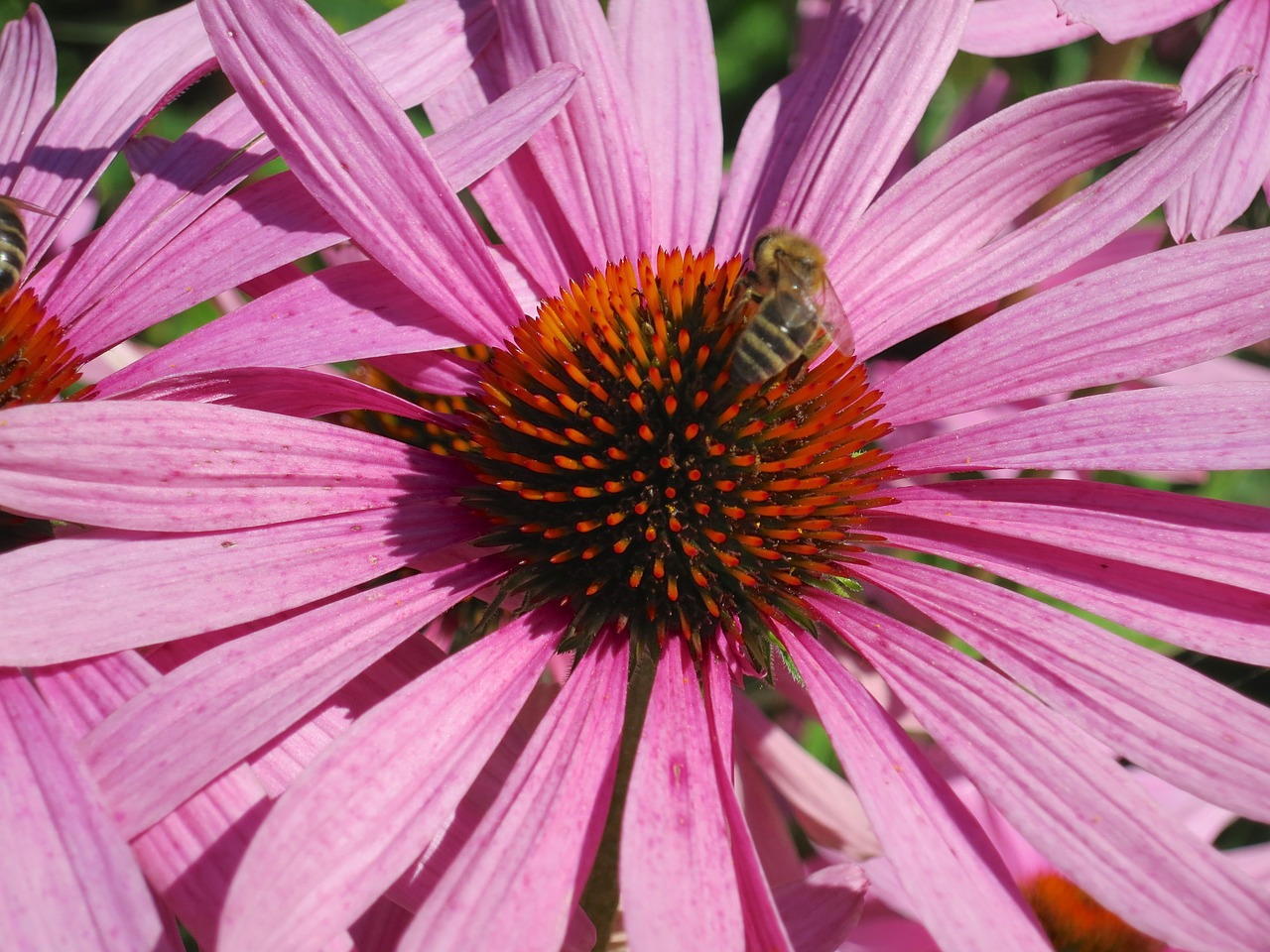 flower nature bee free photo