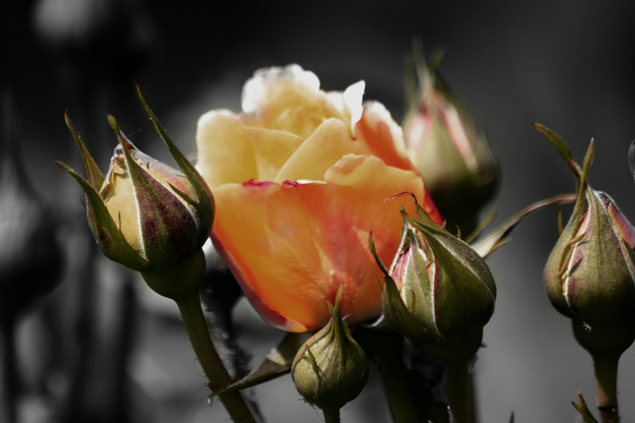 flower rose blossom free photo